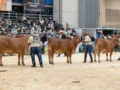 Agroexpo Cali 2026: fechas, horarios, boletería y guía del encuentro agropecuario en la ciudad