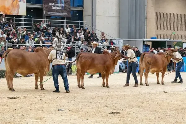 Agroexpo Cali 2026: fechas, horarios, boletería y guía del encuentro agropecuario en la ciudad