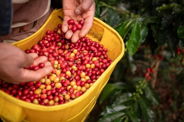 Radiografía del consumidor consciente en Colombia: prioridades, hábitos de compra y transformación del mercado
